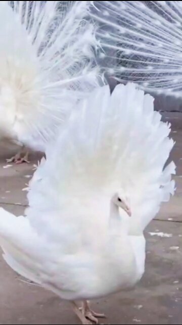 white peacock🦃 dance #shorts #peacock
