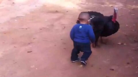 Funny video with a baby and a funny turkey. hahahaha😆😆😆😆😆😆