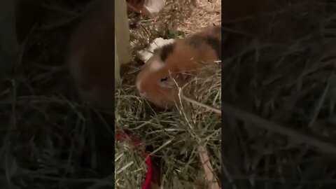 Guinea pig Tibby