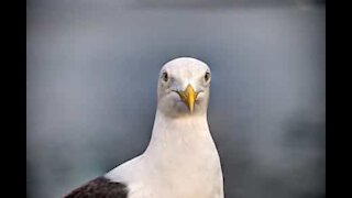 Une mouette pas très amicale