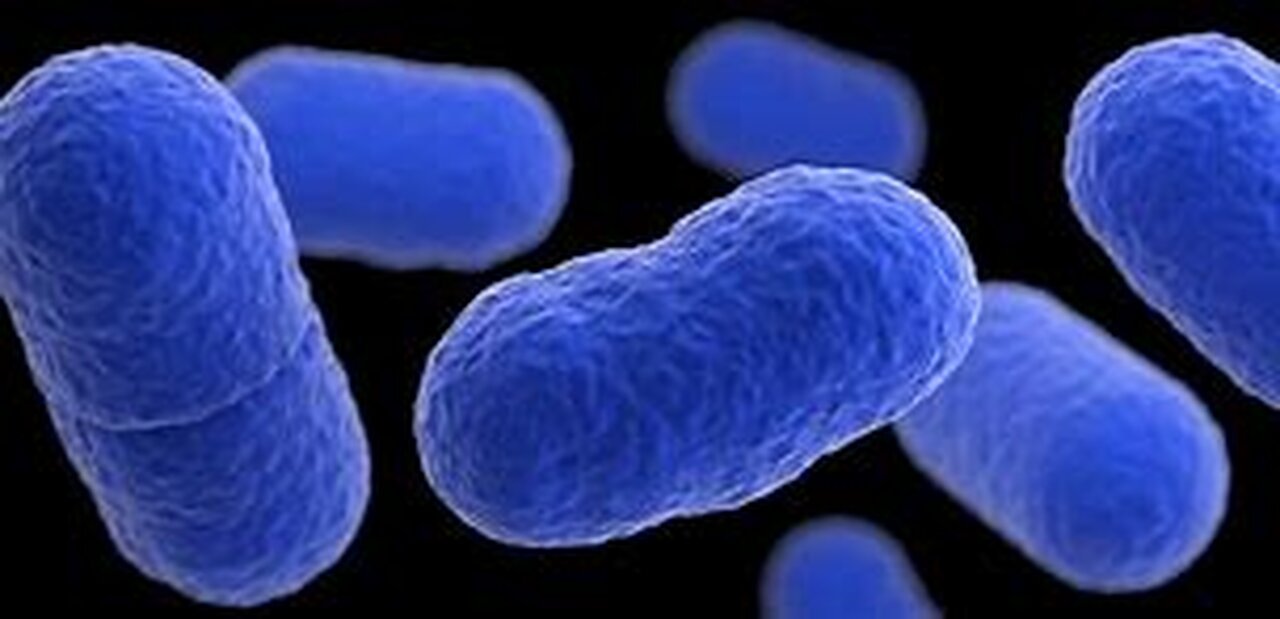 What is Listeria Monocytogene?