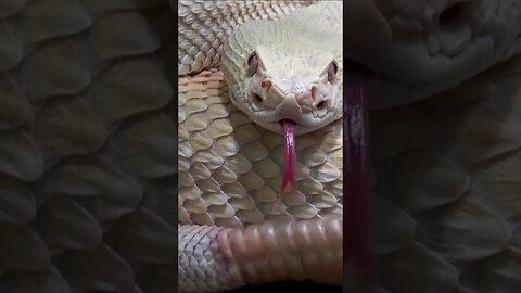 Rattlesnake rattles in warning! #shorts #short