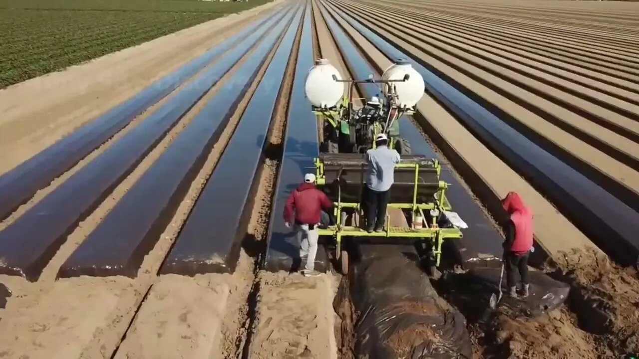 How To Produce Billions Of Strawberries In California