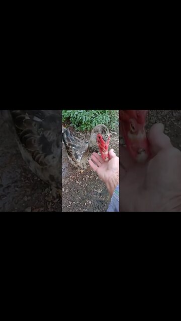 Good afternoon My pretty Boy