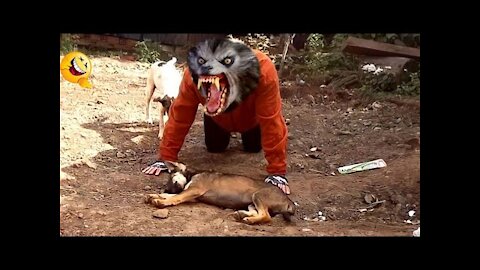 [Part 2] Funny dog and cat videos । Fake Lion and Tiger Prank to dog । Try not to laugh