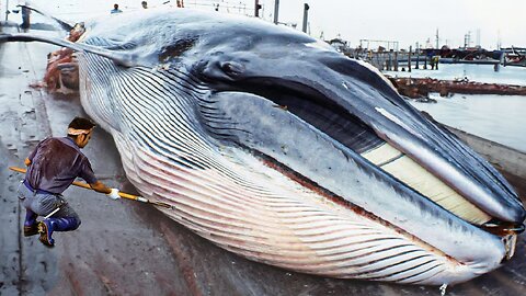 Japanese Traditional Food Whale Meat - Whale Meat Cutting Skill in Japan