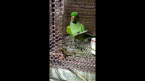 play card parrot