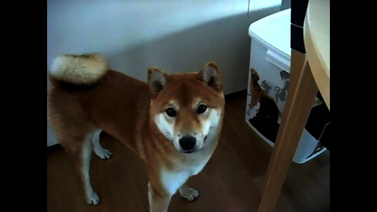 Feed The Shiba Inu