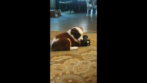 Tiny Mini Am Shepherd