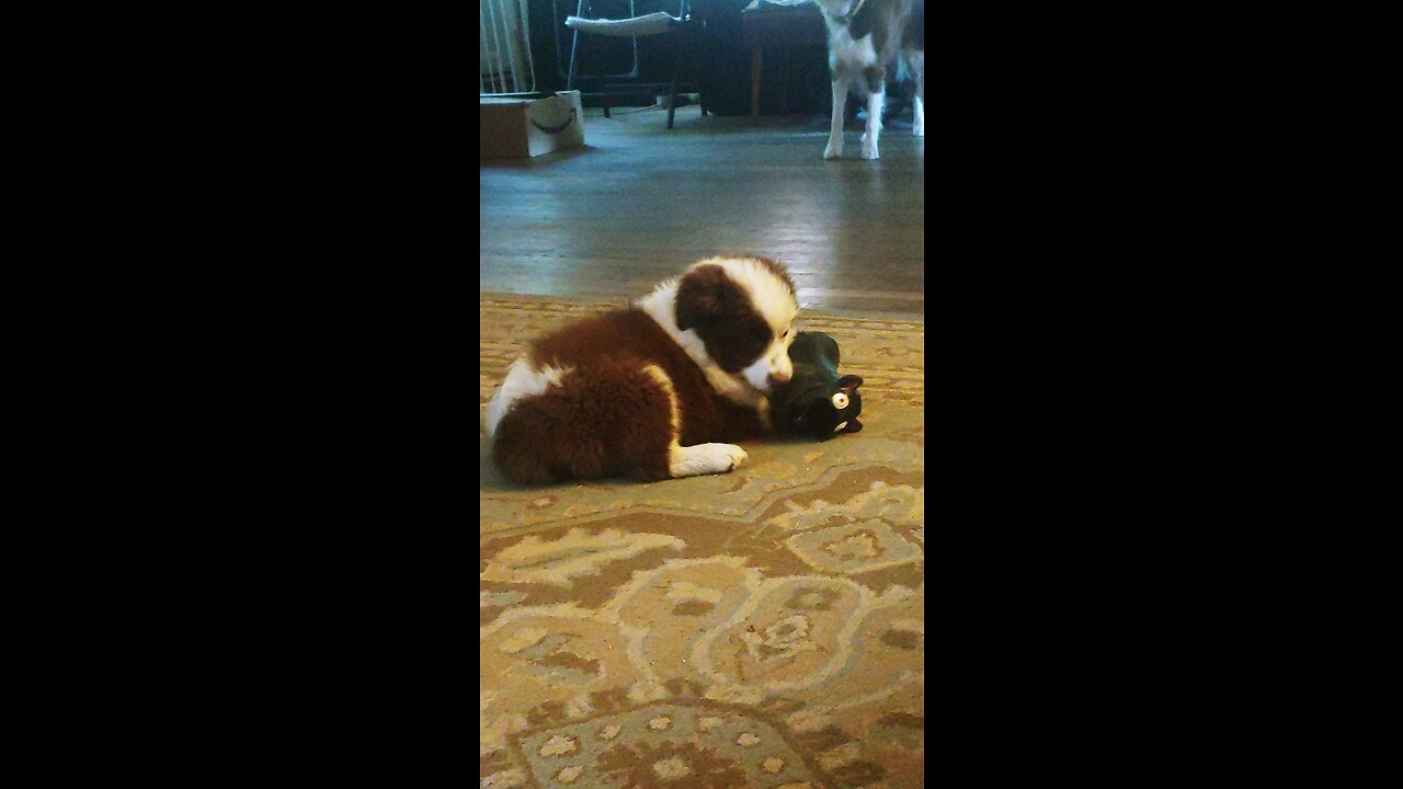 Tiny Mini Am Shepherd