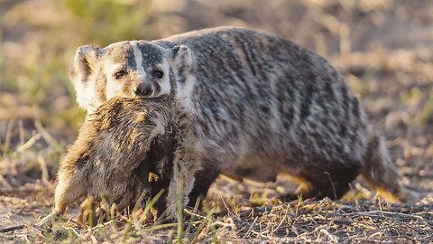 The American badger is a real armored excavator! Buries cows and makes friends with coyotes!