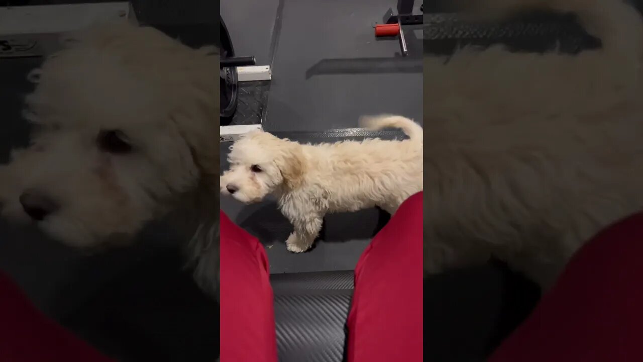 Puppies Can Be Hilarious at times