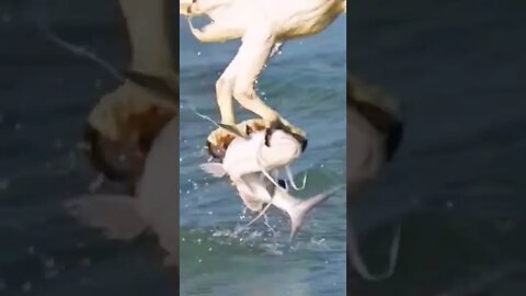 amazing video 😍😍😍 | amazing views video 😳😳 | natural amazing video ❤ whatsapp comedy #shorts