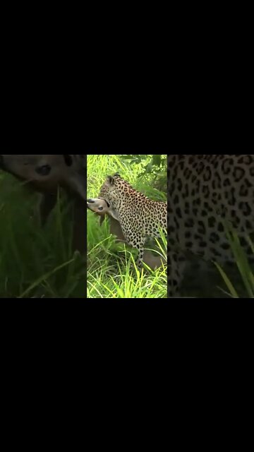 Leopard Caught A Duiker #shorts