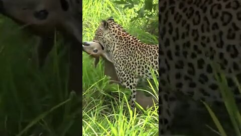 Leopard Caught A Duiker #shorts