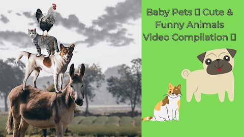 Baby Pets 💗 Cute & Funny Animals Video Compilation 2021💗