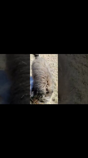 Ares Jack Russell takes down a Bernese doodle