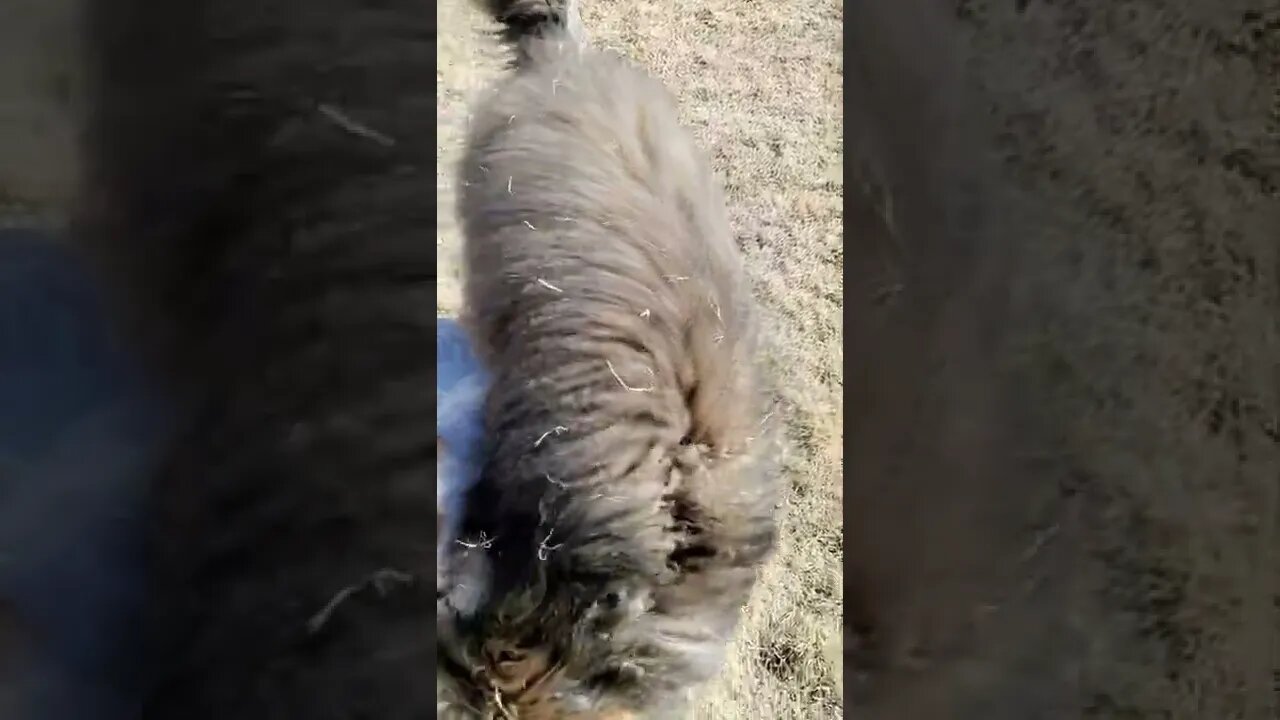 Ares Jack Russell takes down a Bernese doodle