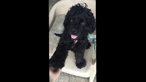 Dog can't be bothered to do commands