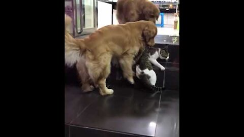 Golden retriever drags cat out of a cat fight