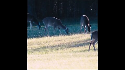 Deer in the Field