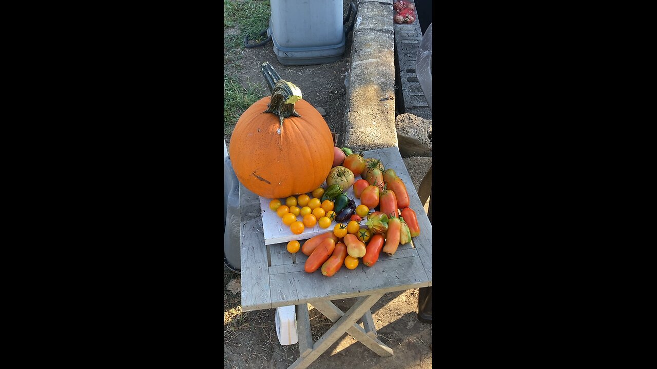 Pumpkin Pickin