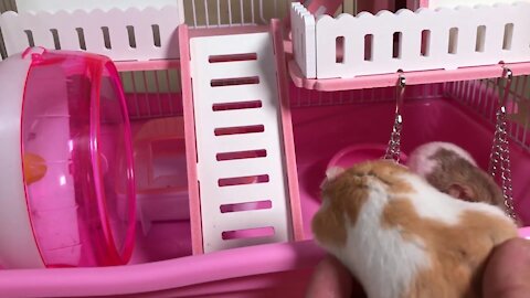 Build a house for hamster