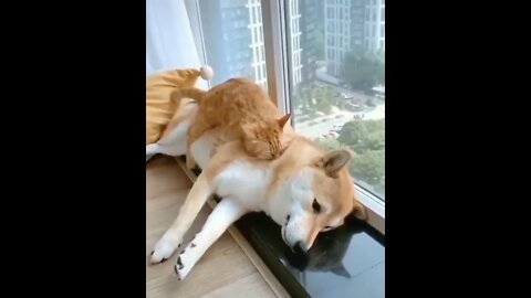 #shortscatsvideos #shorts cats videos #shortspetsvideos #shortspetsvideos #shortsanimalsvideos