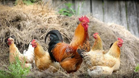 Cock