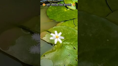 আমার ছাদ বাগানের চাঁদমালা 🤩 #shorts #terracegarden #চাঁদমালা #cuteflower #debosmitabhattacharjee