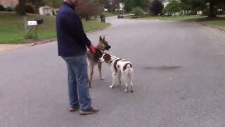 Wolf dog tackles our french Brittany but fails to smell a fox nearby!