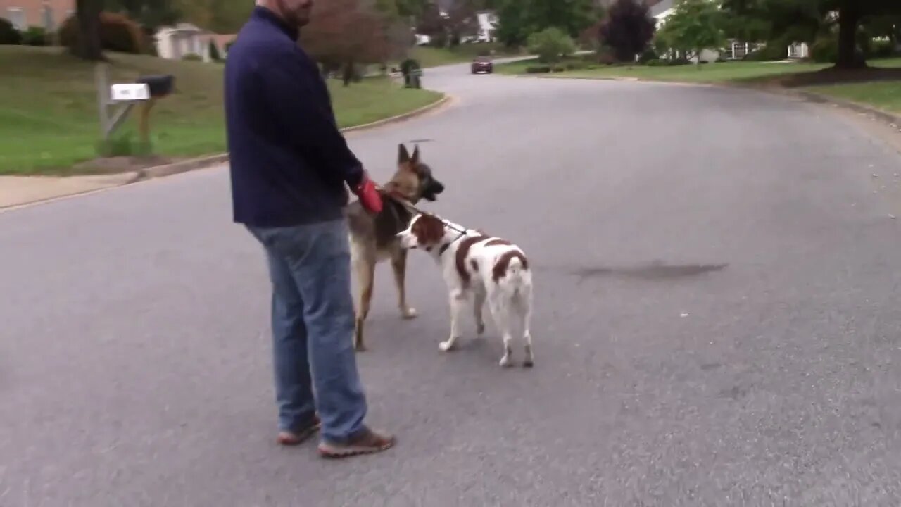 Wolf dog tackles our french Brittany but fails to smell a fox nearby!