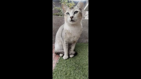 Indian cat winter time