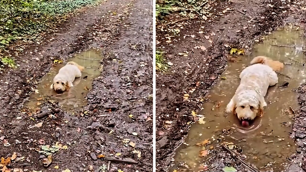 Naughty Pup Can't Resist Lying In A Muddy Puddle