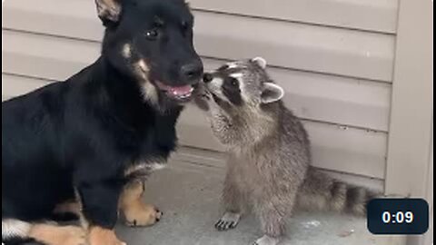 Small Dog and Raccoon Friend Are Reunited
