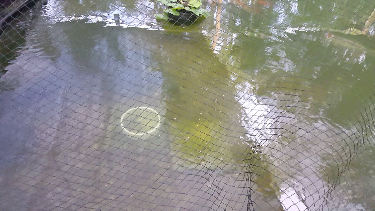 morning feeding pond still not clear