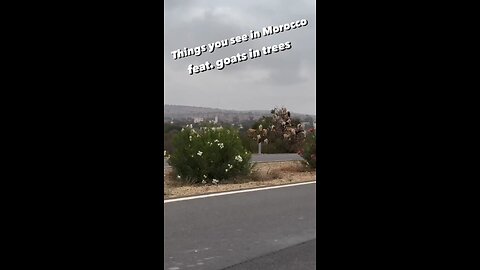 What is that tree