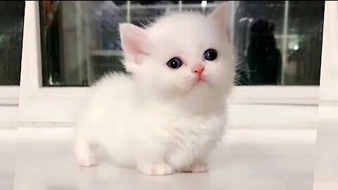 Cute Pets 💚 And Funny Animals Compilation