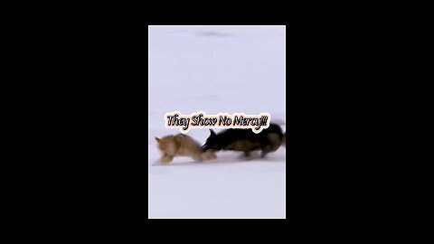They Show No Mercy!!!