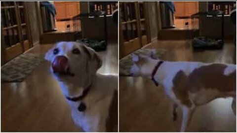 Brinquedo de cão faz som assustador em slow-motion!