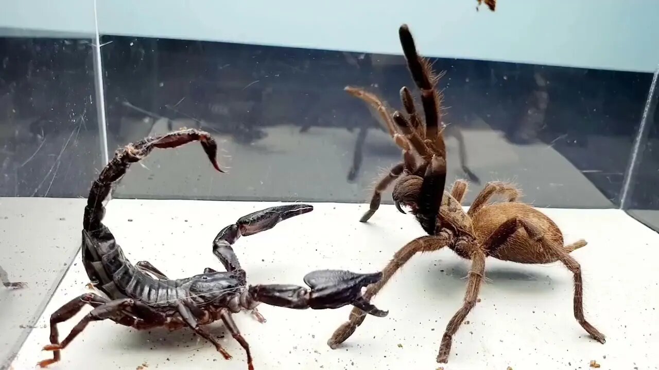 SCORPION vs TARANTULA SPIDER FIGHTING FOR PREY, who will win? Insect Stories-2