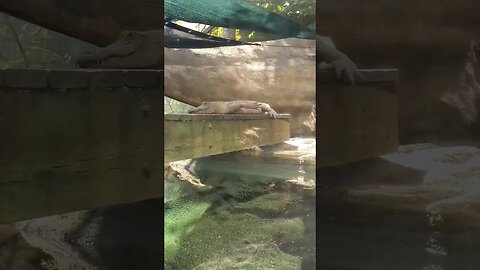 Albino Alligator #shorts