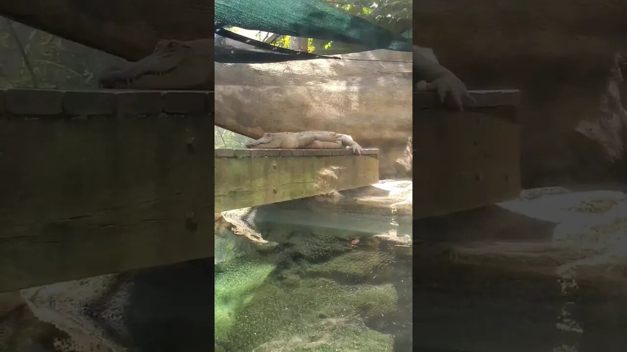 Albino Alligator #shorts