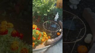 Fall, Halloween Garden