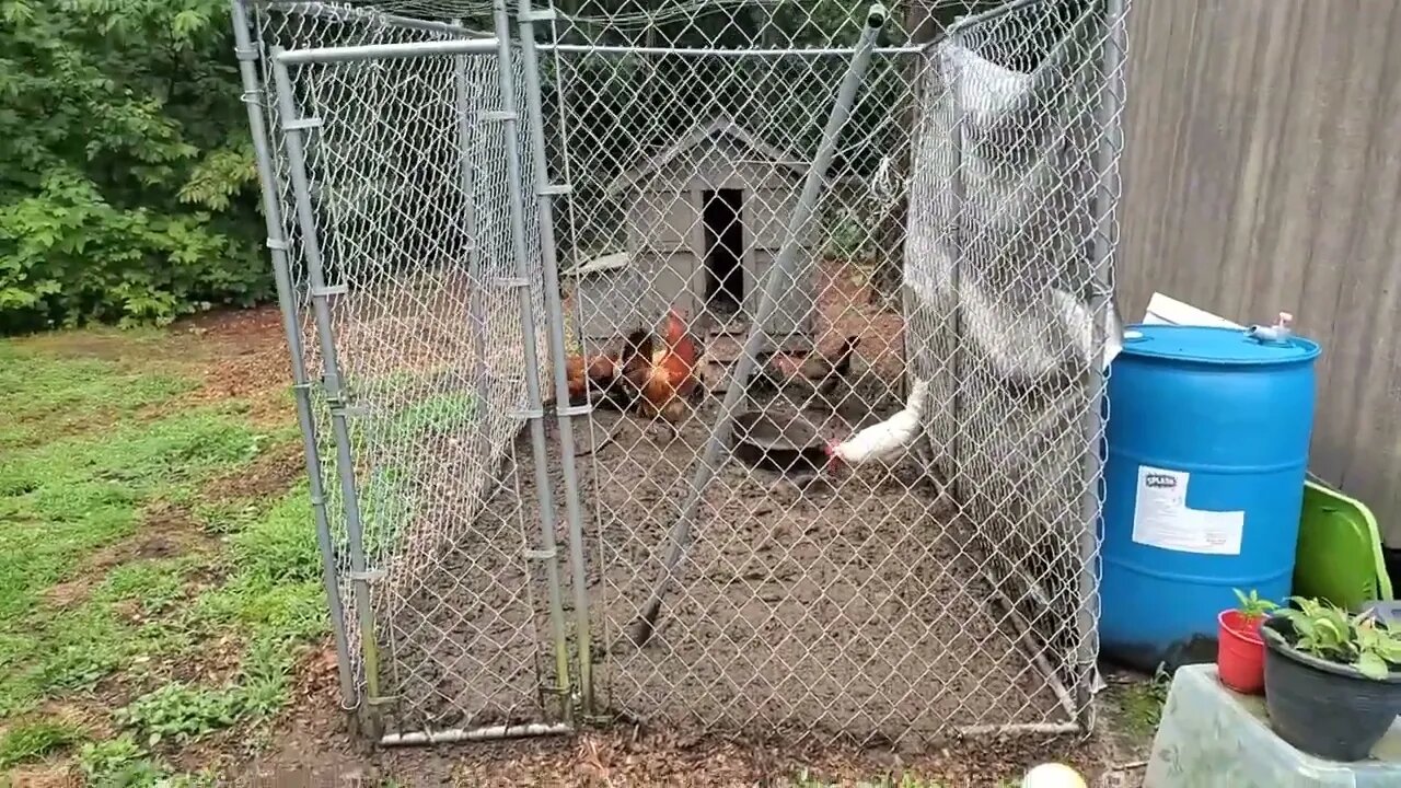 Changing out the Canopy Tarp on my Chicken Run