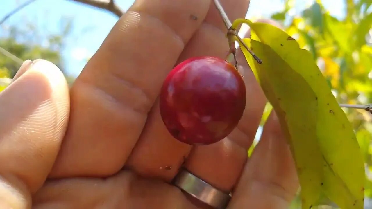 pomar de nativas e exóticas super produtivo feito pelo horto Meireles em São Gonçalo RJ