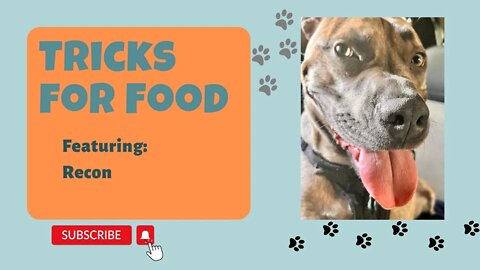Recon using Cuteness for Food!! #dog #travel #funnyvideos #subscribe #cute