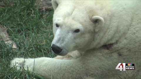 For animals at KC Zoo, how cold is too cold?