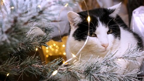 Little Cat And Funny Video