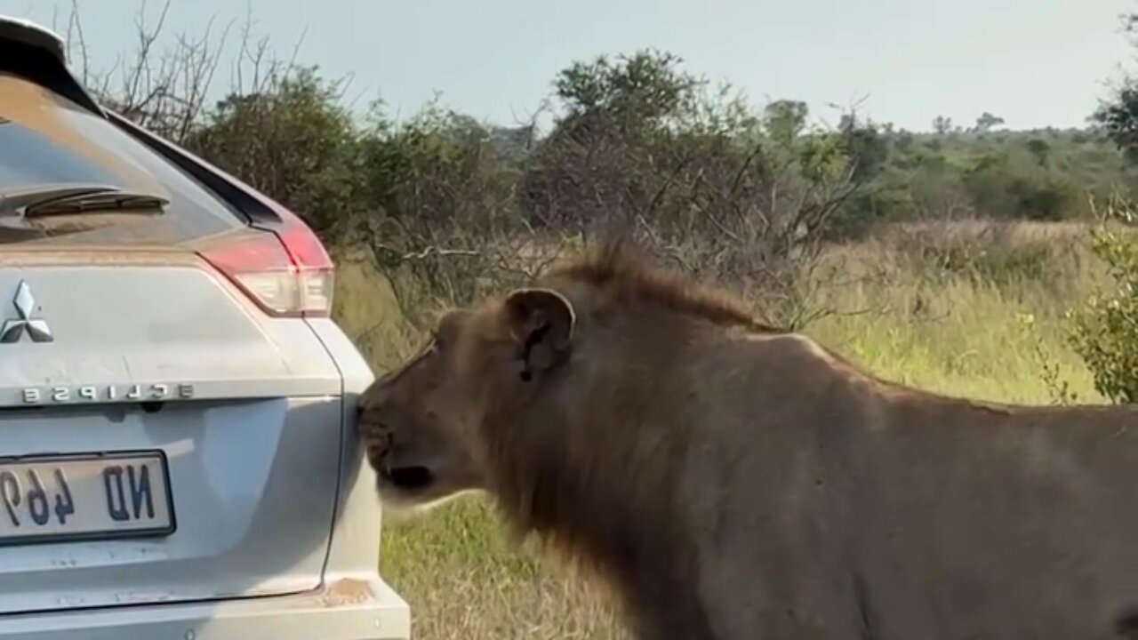 Lion smells something interesting in the back of tourist vehicle